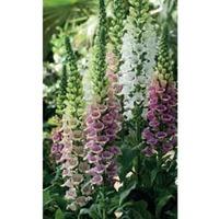 foxglove mountains collection 2 packets 1 of each variety 240 foxglove ...