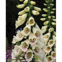 Foxglove \'Dalmatian Cream\' F1 Hybrid - 12 foxglove plug plants