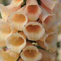 Foxglove \'Dalmatian Peach\' F1 Hybrid - 1 packet (12 foxglove seeds)