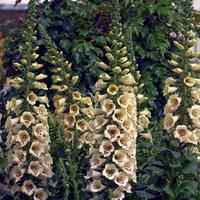 Foxglove \'Camelot Cream\' (Large Plant) - 2 x 1 litre potted digitalis plants