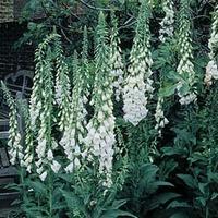 Foxglove \'Alba\' - 1 packet (150 foxglove seeds)