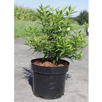 Forsythia viridissima \'Citrus Swizzle\' (Large Plant) - 2 x 3.6 litre potted forsythia plants