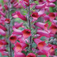 Foxglove \'Illumination Ruby Slippers\' - 1 x 9cm potted foxglove plant