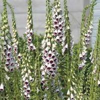 Foxglove \'Pam\'s Choice\' - 1 packet (500 foxglove seeds)