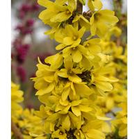 Forsythia x intermedia \'Mikador\' - 1 x 8cm potted forsythia plant