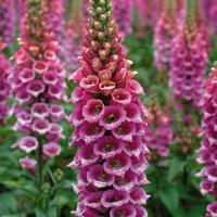 Foxglove \'Candy Mountain\' - 5 foxglove Postiplug plants