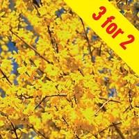 Forsythia Mini Gold 3 Plants 9cm Pot