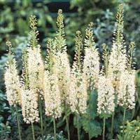 Foxtail Lily \'Tropical Dream\' - 3 bare root foxtail lily plants