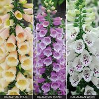 foxglove dalmatian mixed 48 foxglove plug tray plants