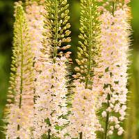 Foxtail Lily \'Romance\' - 2 bare root foxtail lily plants