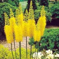 Foxtail Lily \'Sunbeam\' - 6 bare root foxtail lily plants