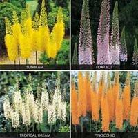 Foxtail Lily Collection - 12 bare root foxtail lily plants - 3 of each variety