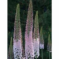 Foxtail lily \'Foxtrot\' - 3 bare root foxtail lily plants
