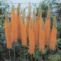 Foxtail Lily \'Pinocchio\' - 3 bare root foxtail lily plants