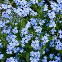 Forget-me-not \'Royal Blue\' (Seeds) - 1 packet (400 seeds)