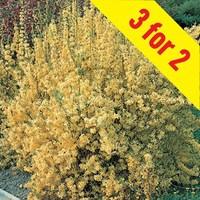 Forsythia Lynwood Gold 3 Plants 3 Litre