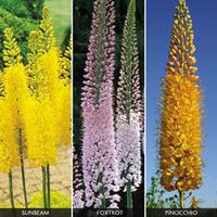 foxtail lily collection 9 bare root foxtail liy plants 3 of each varie ...