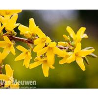 Forsythia x intermedia \'Lynwood Variety\' - 1 x 9cm potted forsythia plant