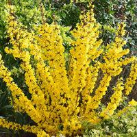 Forsythia x intermedia \'Mikador\' - 2 forsythia plants in 8cm pots