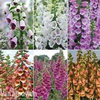 Foxglove Collection - 6 foxglove plug plants