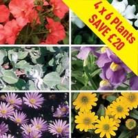 foliage filler collection 24 jumbo plants