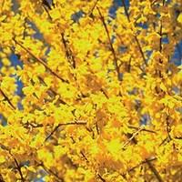 Forsythia Mini Gold 1 Plant 3 Litre