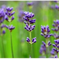 French Lavender Scented Oil 10 ml (In Dropper Bottle)