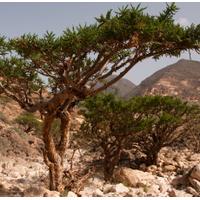 Frankinscense Scented Oil 10 ml ...