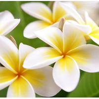 Frangipani / Plumeria Scented Oil 10 ml (In Dropper Bottle)