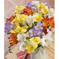 Fragrant Freesias