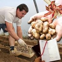 Fresh Gift Jersey Royal New Potatoes 4lbs (1.8kg) with Diary
