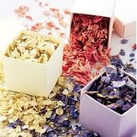 freeze dried delphinium petals pack pastel pink