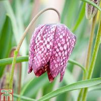 Fritillaria meleagris - 1 x 1 litre potted fritillaria plant