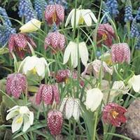 Fritillaria meleagris (Mixed) - 1 packet (30 seeds)