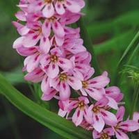 Francoa sonchifolia \'Pink Giant\' - 1 packet (40 seeds)