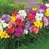 Freesia \'Premium Collection\' - 20 freesia corms