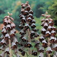 Fritillaria persica - 3 fritillaria bulbs