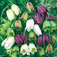 Fritillaria \'Spring Bells\' - 40 fritillaria bulbs