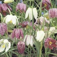 Fritillaria meleagris (Mixed) - 50 fritillaria bulbs