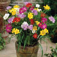 Freesia \'Patio Perfection\' - 32 freesia corms