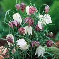 Fritillaria meleagris - 100 fritillaria bulbs