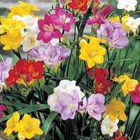 Freesias 100 Bulbs