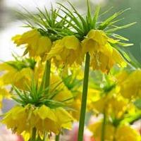 Fritillaria imperialis \'Maxima Lutea\' - 3 fritillaria bulbs