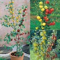 Fruit Tree \'Duo\' Collection - 3 plants - 1 of each variety