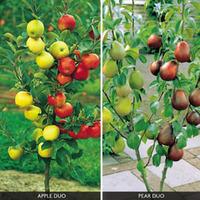 Fruit Tree \'Duo\' Collection - 2 root-wrapped plants - 1 of each variety