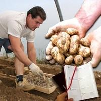 Fresh Jersey Royal New Potatoes 4lbs (1.8kg) with Diary