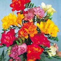 Freesias (Single Bulbs) - 50 freesia bulbs