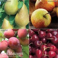 fruit tree orchard collection 4 bare roots 1 of each variety