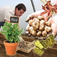 Fresh Gift Jersey Royal New Potatoes 4lbs (1.8kg) + Jersey Grown Mint + Jersey Butter