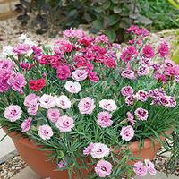 fragrant hardy devon pinks cottage garden collection pack of 12 jumbo  ...